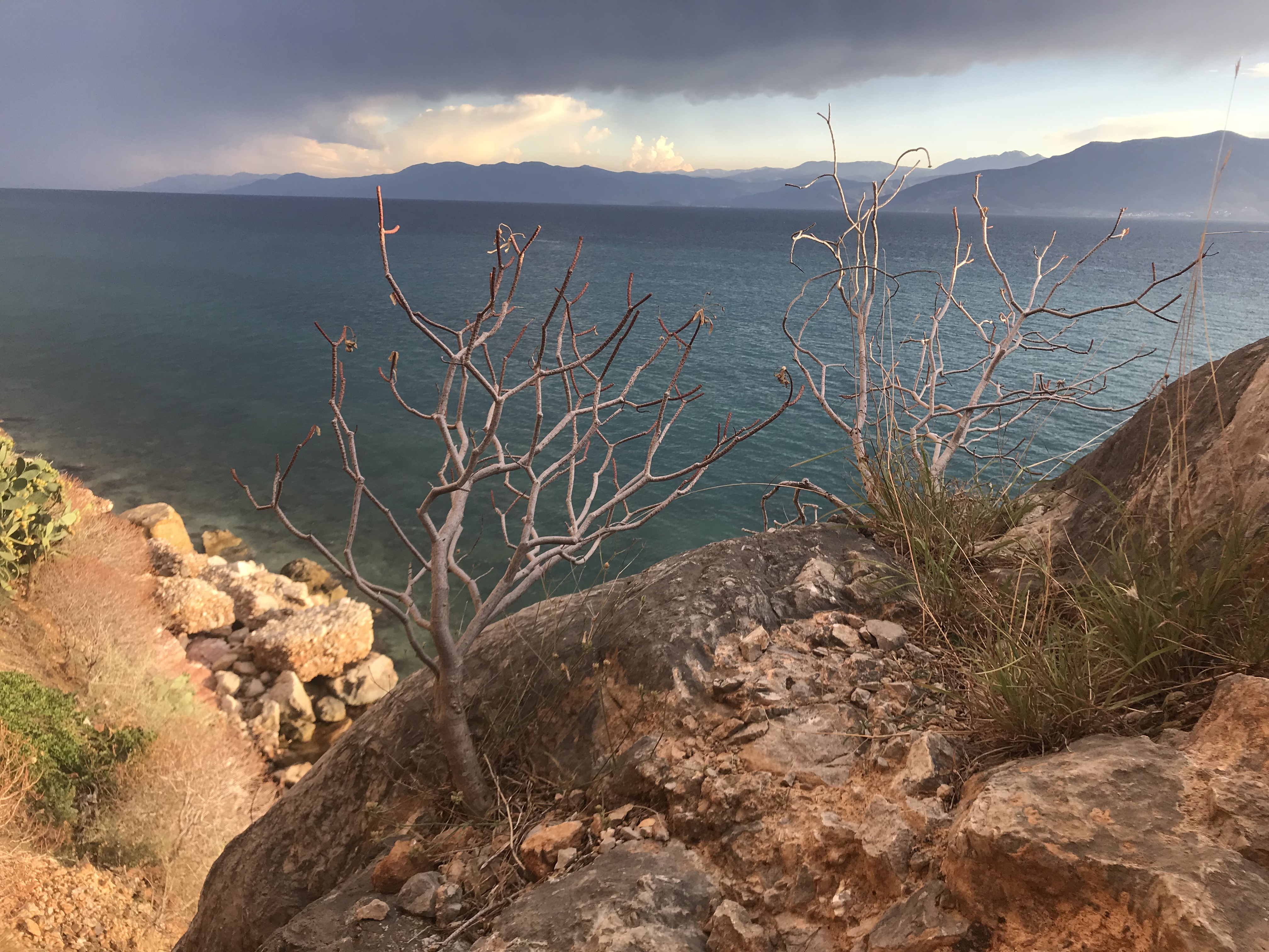 Wild plants growing between rocks by the sea.