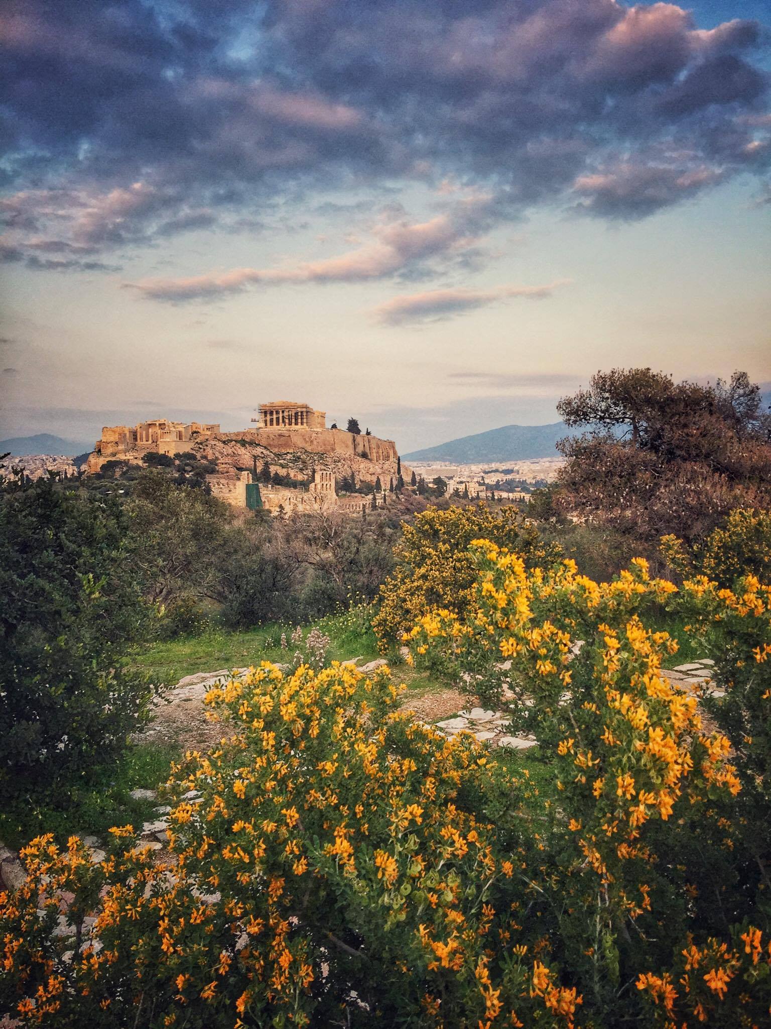 View of the Acropolis hill in Athens from a distance and through flowers in full blossom.
