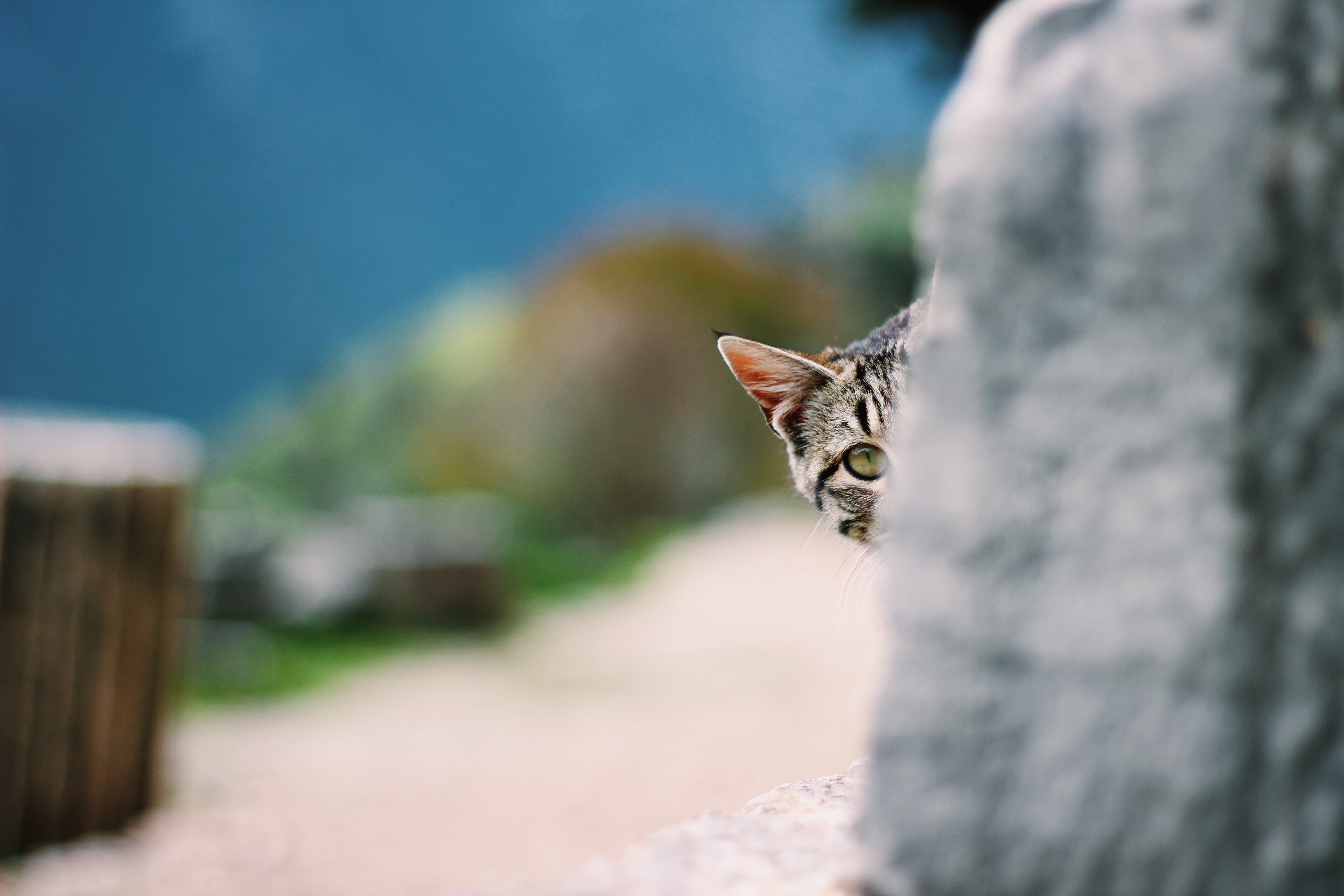 A cat facing the camera behind some ancient ruins.