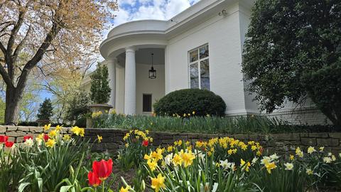A white brick building with columns is surrounded by blooming yellow daffodils and red tulips in a garden.