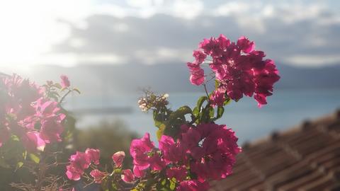 Close-up of bougainvillea on the CHS Greece terrace.