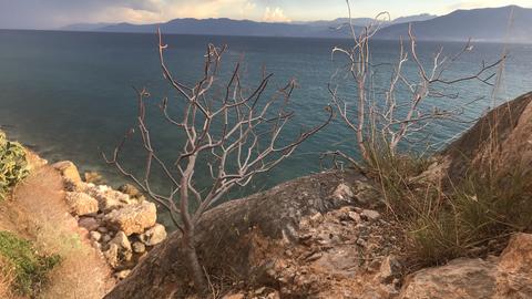 Wild plants growing between rocks by the sea.