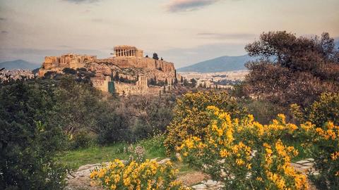View of the Acropolis hill in Athens from a distance and through flowers in full blossom.