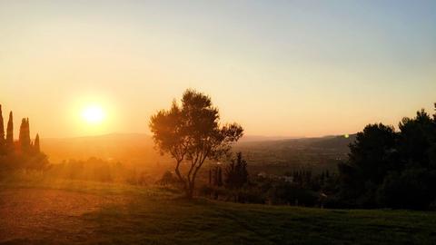 Sunset view of a field with and olive tree.
