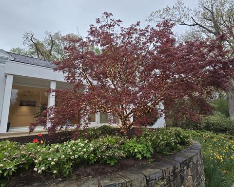 A red-leafed tree wrapped in small white lights stands in front of a white building, surrounded by blooming flower beds and spring greenery along a curved stone wall and pathway.